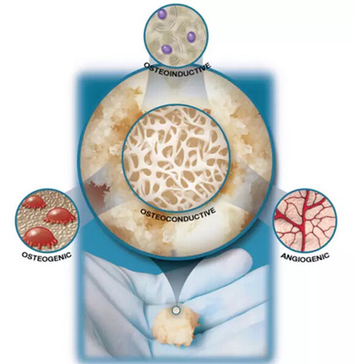 如果人類擁有壁虎般的再生能力 一場身體革命的奇幻體驗